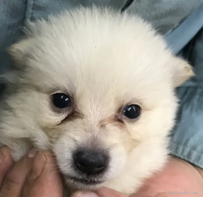 ID：2009-00146の子犬