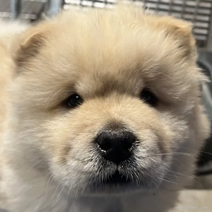 よちまにゅ 様のお迎えした子犬