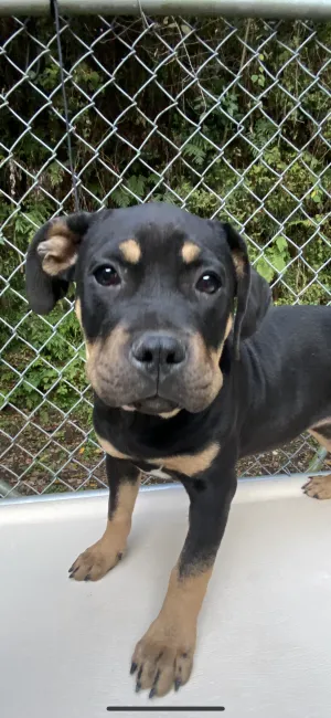 ID：2111-02660の子犬