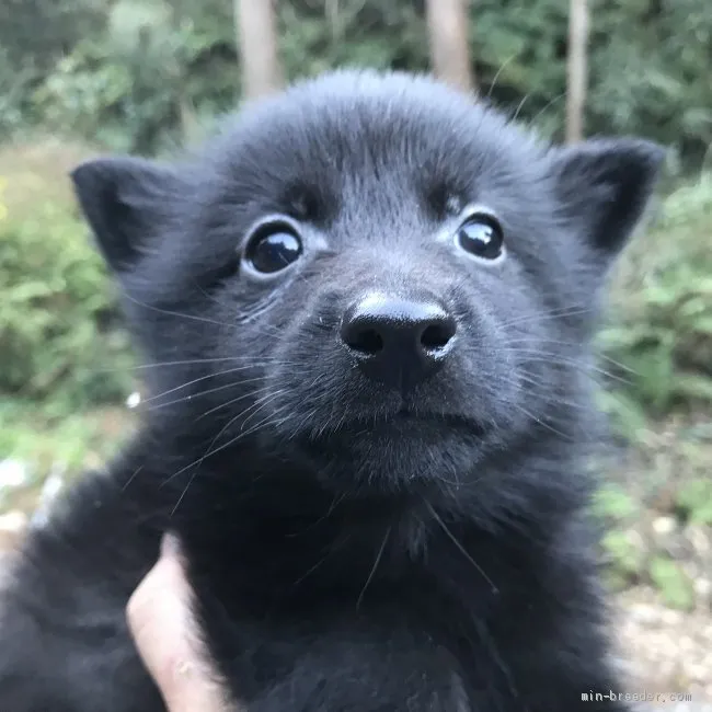 ID:2010-02833の子犬