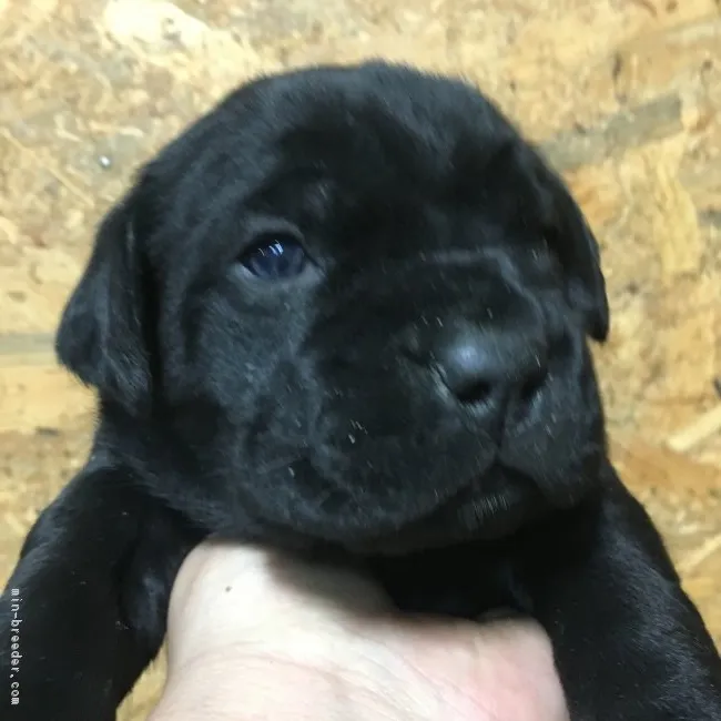 ID:1810-02043の子犬