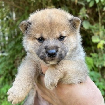 柴犬(標準サイズ)【千葉県・男の子・2023年10月1日・赤】の写真「イケメン君」