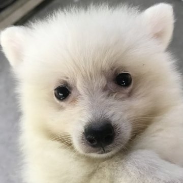 日本スピッツ【千葉県・女の子・2021年5月28日・ホワイト】の写真「ふわふわモコモコ」
