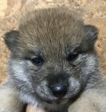 柴犬(標準サイズ)【千葉県・男の子・2021年10月1日・赤】の写真「イケメン君」