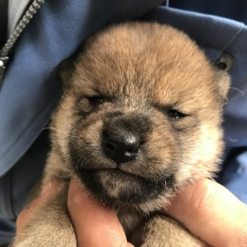 柴犬(標準サイズ)【千葉県・男の子・2021年3月5日・赤】の写真「やんちゃさん」