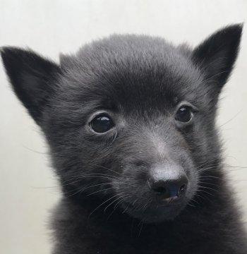 スキッパーキ【千葉県・男の子・2020年11月20日・ブラック】の写真「元気いっぱい」