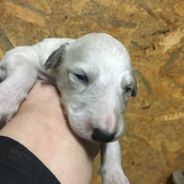 ボルゾイ【千葉県・女の子・2018年3月25日・ホワイトアンドレモン】の写真「魅力的な犬種です」