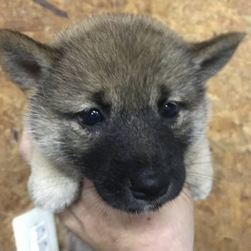柴犬(標準サイズ)【千葉県・女の子・2021年4月23日・赤】の写真「元気いっぱい」