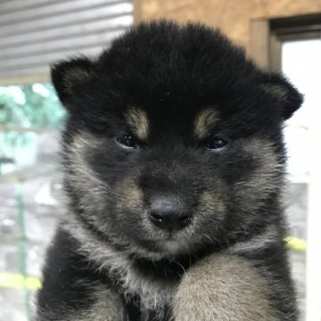 柴犬(標準サイズ)【千葉県・男の子・2021年9月3日・黒】の写真「古風」