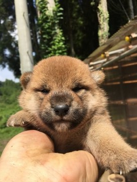 柴犬(標準サイズ)【千葉県・男の子・2018年8月25日・赤】の写真「元気な男の子です」