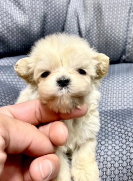 マルプー(父マルチーズ母トイプードル)【千葉県・男の子・2022年3月9日・アプリコット】の写真「お父さん似の極小クン」