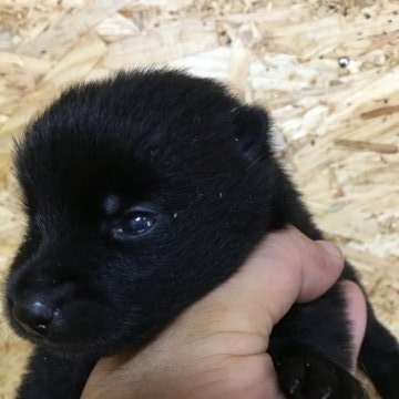 スキッパーキ【千葉県・男の子・2018年8月7日・ブラック】の写真「ぐんぐん成長しています」