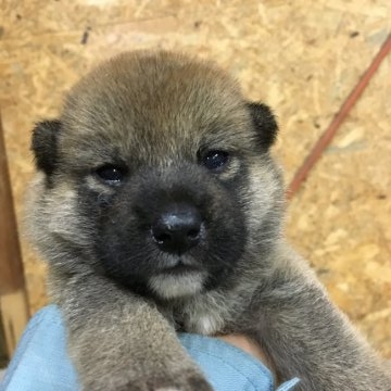 柴犬(標準サイズ)【千葉県・男の子・2018年7月5日・赤】の写真「やんちゃです」