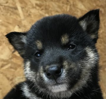 柴犬(標準サイズ)【千葉県・男の子・2022年1月22日・黒】の写真「クールボーイ」