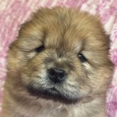 チャウチャウ
