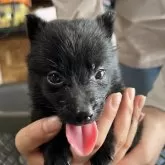 スキッパーキ【千葉県・女の子・2024年7月5日・ブラック】の写真1