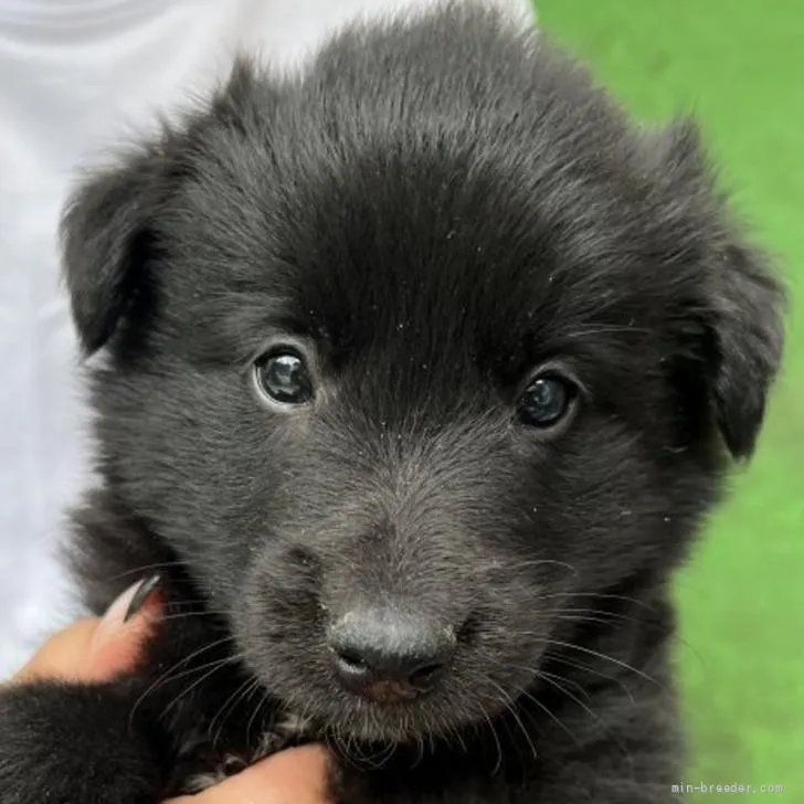 ID：2206-00360の子犬