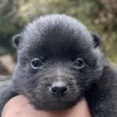 スキッパーキ【千葉県・女の子・2024年2月23日・ブラック】の写真2