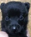 スキッパーキ【千葉県・男の子・2021年8月13日・ブラック】の写真3