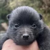 スキッパーキ【千葉県・女の子・2024年2月23日・ブラック】の写真3