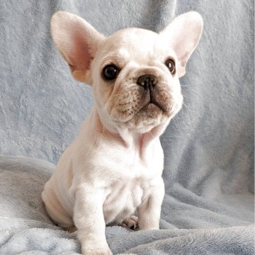 フレンチブルドッグ【群馬県・女の子・2025年8月22日・クリーム】の写真「アメリカン血統のクリームの女の子です」