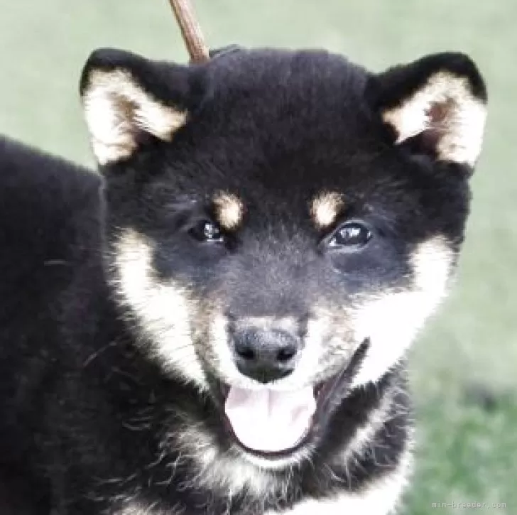 ID：2505-03157の子犬