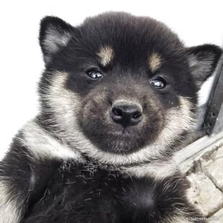 柴犬(標準サイズ)【島根県・女の子・2025年9月28日・黒柴】の写真1