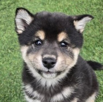 柴犬(標準サイズ)【島根県・男の子・2025年9月28日・黒】の写真「超イケメン」