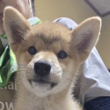 柴犬(標準サイズ)【島根県・男の子・2025年5月10日・赤】の写真「とても優しい子です(笑)」