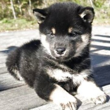 柴犬(標準サイズ)【島根県・男の子・2025年9月28日・黒柴】の写真「穏やか」