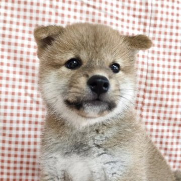 柴犬(標準サイズ)【島根県・女の子・2025年6月11日・赤】の写真「健康優良娘」