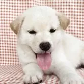 柴犬(標準サイズ)