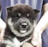 豆柴