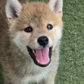 柴犬(標準サイズ)【島根県・男の子・2025年5月10日・赤】の写真1「体重1.8kg　食欲旺盛で、健康優良児。　4匹の中で一番ガッチリ！」