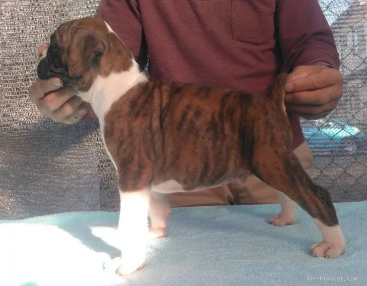 ID:1911-01292の子犬