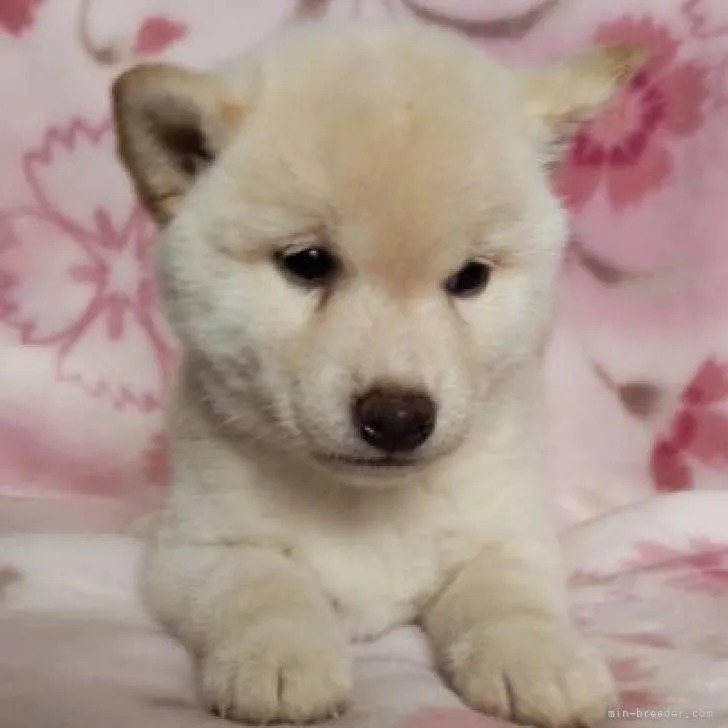ID:2212-02538の子犬