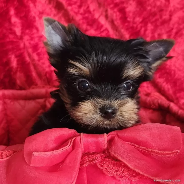 ID：2501-07148の子犬