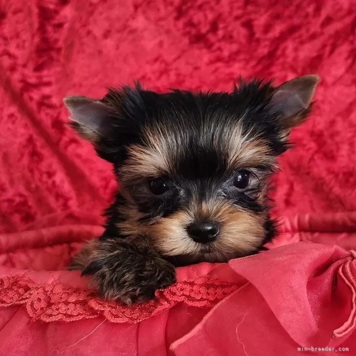 ID:2412-01878の子犬