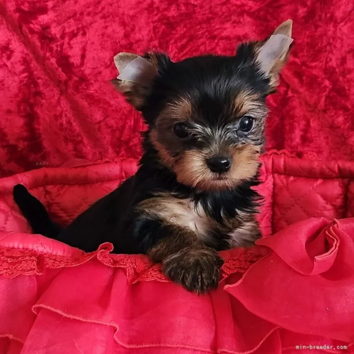 ID：2412-01884の子犬