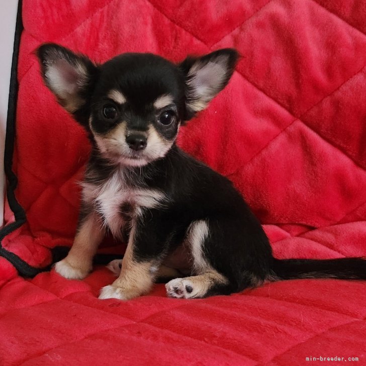 ブリーダー画像