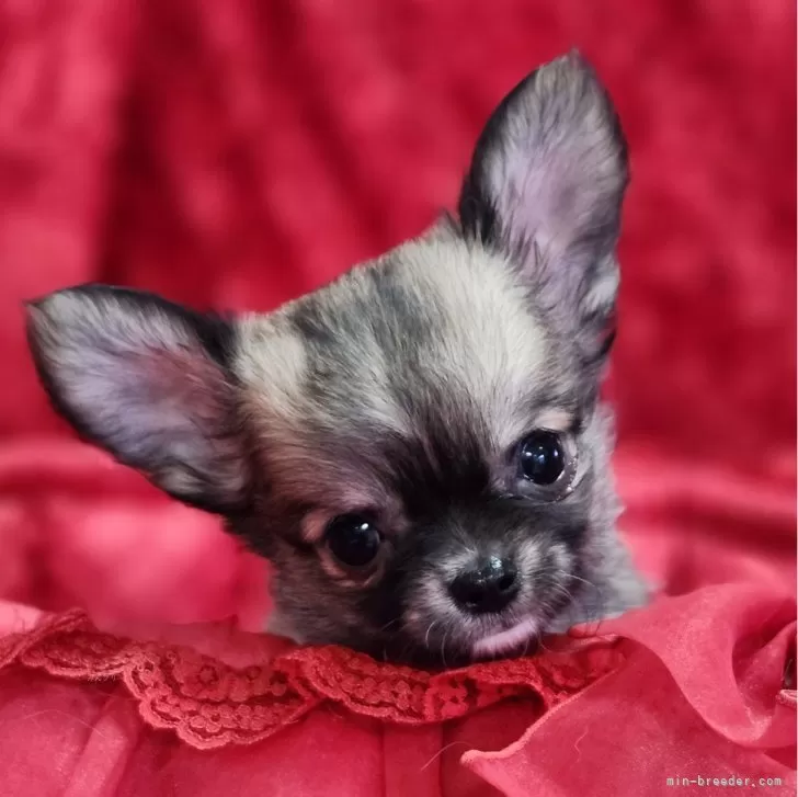 ID：2506-06352の子犬