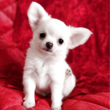 チワワ(ロング)【三重県・女の子・2025年9月2日・ホワイト&クリーム】の写真「チャンピオンクオリティの小ぶりで可愛い女の子です。」
