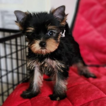 ヨークシャーテリア【三重県・女の子・2025年9月8日・スチールブルー&タン】の写真「くるくる回って愛情表現をしてくれる可愛い女の子。」