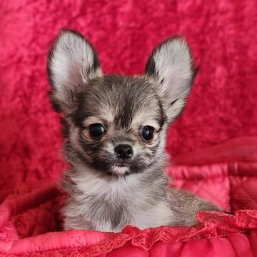 チワワ(ロング)【三重県・男の子・2025年7月16日・フォーン】の写真「小ぶりで人懐っこい性格の可愛い男の子です。」