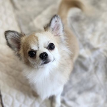 チワワ(ロング)【三重県・男の子・2024年11月24日・フォーン&ホワイト】の写真「お顔の素晴らしい人懐っこい男の子です。」