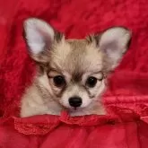 チワワ(ロング)