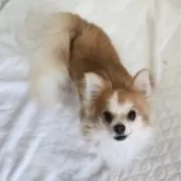 チワワ(ロング)