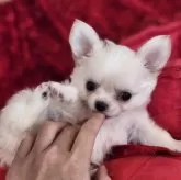 チワワ(ロング)
