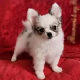 チワワ(ロング)