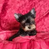 ヨークシャーテリア【三重県・男の子・2024年11月23日・スチールブルー&タン】の写真1